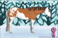 Horse Color:Buckskin Splash Appaloosa 