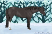 Horse Color:Smoky Black