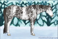 Horse Color:White Spotted Liver Chestnut 