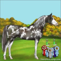 Horse Color:White Spotted Liver Chestnut Sabino 