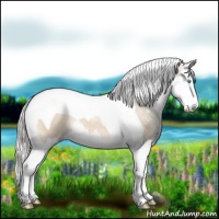 Horse Color:Cremello Sabino Splash Tobiano
