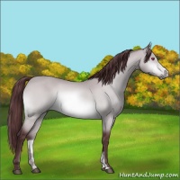 Horse Color:Chocolate Bay Chinchilla Sabino 