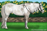 Horse Color:White Spotted Liver Red Dun Sabino Rabicano
