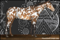 Horse Color:Buckskin Leopard 