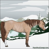 Horse Color:Bay Dun Appaloosa Rabicano 