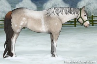 Horse Color:White Spotted Liver Red Dun 