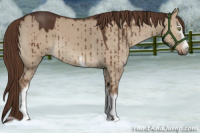 Horse Color:White Spotted Liver Red Dun Brindle 