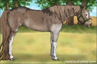 Horse Color:White Spotted Liver Red Dun Sabino Brindle 