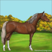 Horse Color:Silver Buckskin 