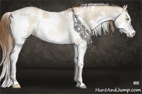 Horse Color:White Spotted Liver Red Dun Pearl Sabino Splash Rabicano Brindle