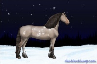 Horse Color:White Spotted Liver Red Dun 