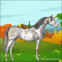 Horse Color:White Spotted Liver Red Dun Ice Mushroom Splash Brindle 