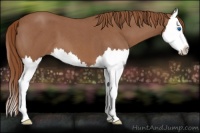 Horse Color:Red Roan Splash 
