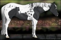 Horse Color:Black Tobiano