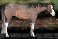 Horse Color:Bay Roan Splash