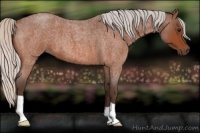 Horse Color:Silver Bay Roan 
