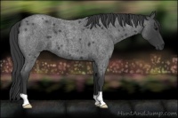 Horse Color:Blue Roan