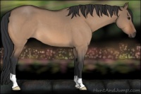 Horse Color:Bay Roan Dun