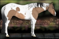Horse Color:Brown Dun Tobiano
