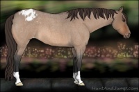 Horse Color:Bay Roan Dun Appaloosa