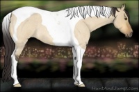 Horse Color:Buckskin Roan Dun Tobiano