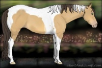 Horse Color:Amber Cream Champagne Tobiano