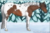 Horse Color:Bay Tobiano
