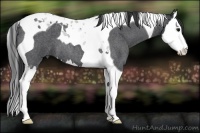 Horse Color:Blue Roan Splash Tobiano 