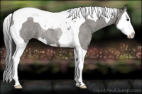 Horse Color:Grullo Roan Splash Tobiano 