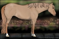 Horse Color:Red Dun Roan 