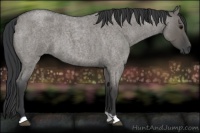 Horse Color:Grullo Roan