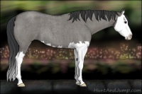 Horse Color:Grullo Roan Splash 