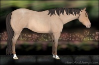 Horse Color:Amber Champagne Roan 