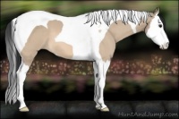 Horse Color:Bay Dun Splash Tobiano