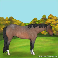 Horse Color:Brown Roan