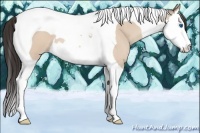 Horse Color:Amber Champagne Roan Dun Splash Tobiano 