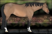 Horse Color:Brown Dun 