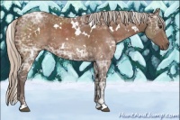 Horse Color:White Spotted Silver Buckskin Ice Sabino 