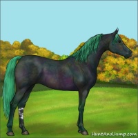 Horse Color:Watercolor Midnight Bay Ice 