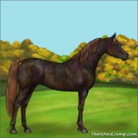 Horse Color:Midnight Chestnut Ice 