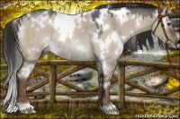 Horse Color:White Spotted Liver Red Dun Roan Rabicano