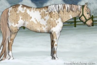 Horse Color:White Spotted Chocolate Palomino Dun Mushroom Brindle 