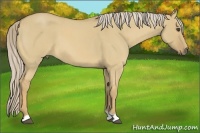 Horse Color:Palomino Roan Dun 