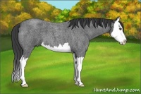 Horse Color:Smoky Blue Roan Splash