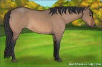 Horse Color:Bay Roan Dun 