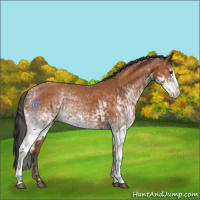 Horse Color:White Spotted Bay Splash  and White Spotted Bay Splash 