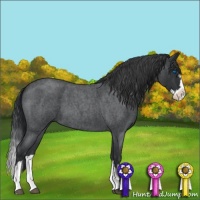Horse Color:Blue Roan Splash 