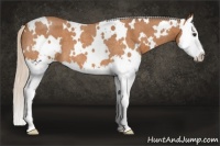 Horse Color:White Spotted Silver Buckskin Roan Splash 