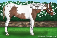 Horse Color:Liver Chestnut Tobiano Rabicano 