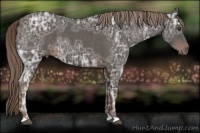Horse Color:Liver Chestnut Ice 
